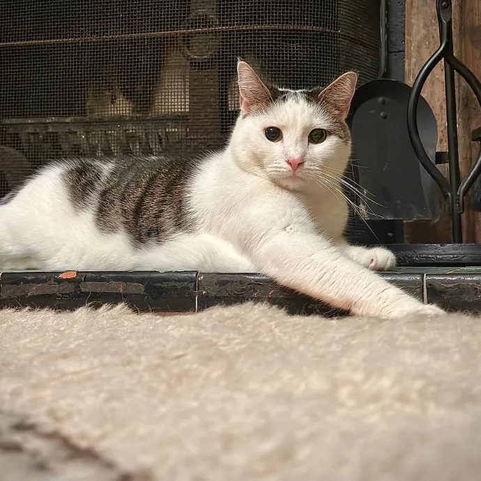 Purrrfect Pet Sitting - Brooklyn Ny