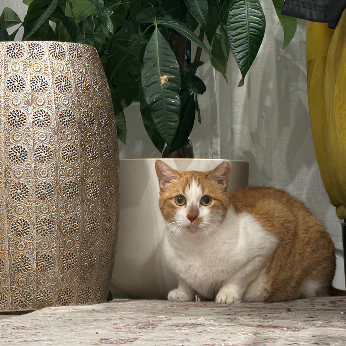 Purrrfect Pet Sitting