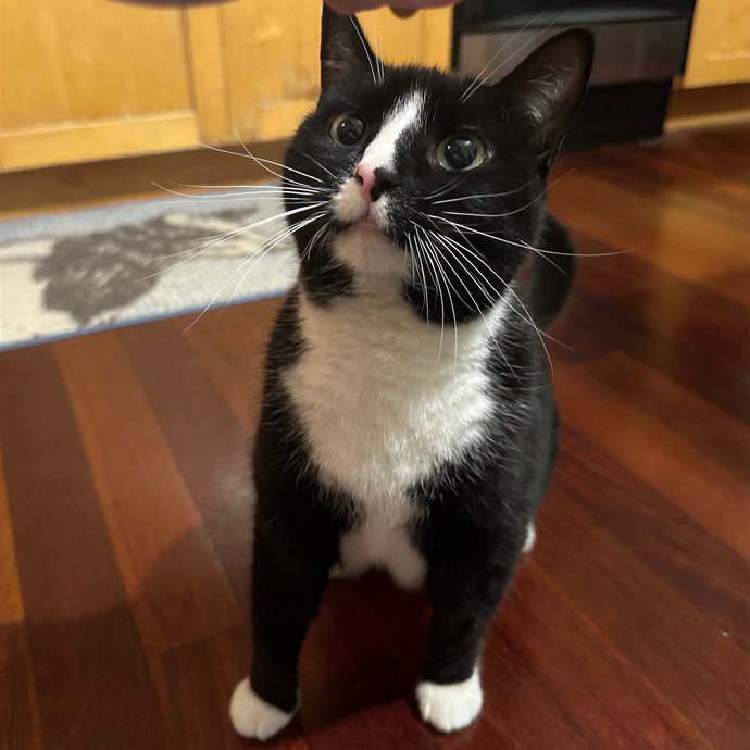 Purrrfect Pet Sitting