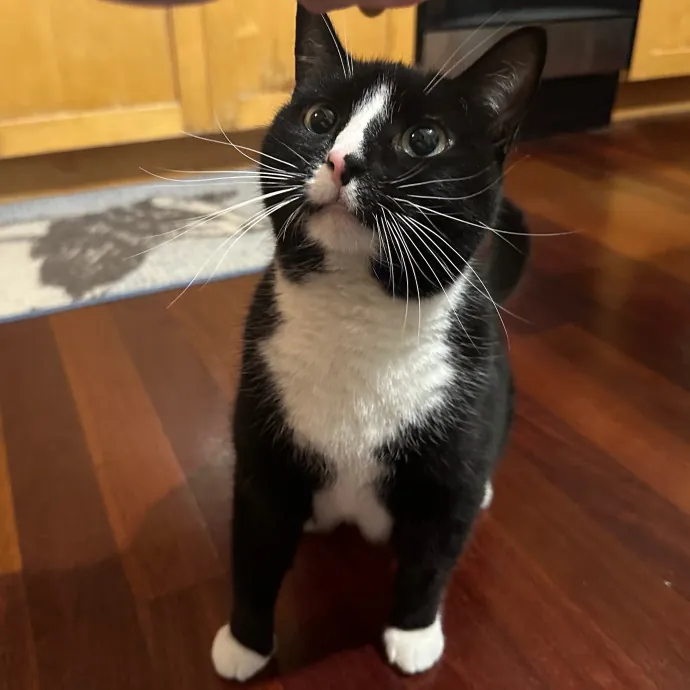 Purrrfect Pet Sitting - Brooklyn Ny