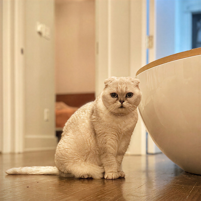 Purrrfect Pet Sitting