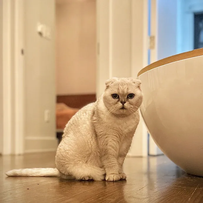 Purrrfect Pet Sitting - Brooklyn Ny photo 4