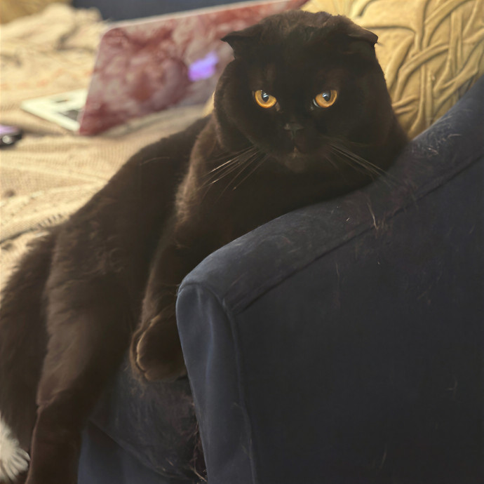 Purrrfect Pet Sitting photo 3