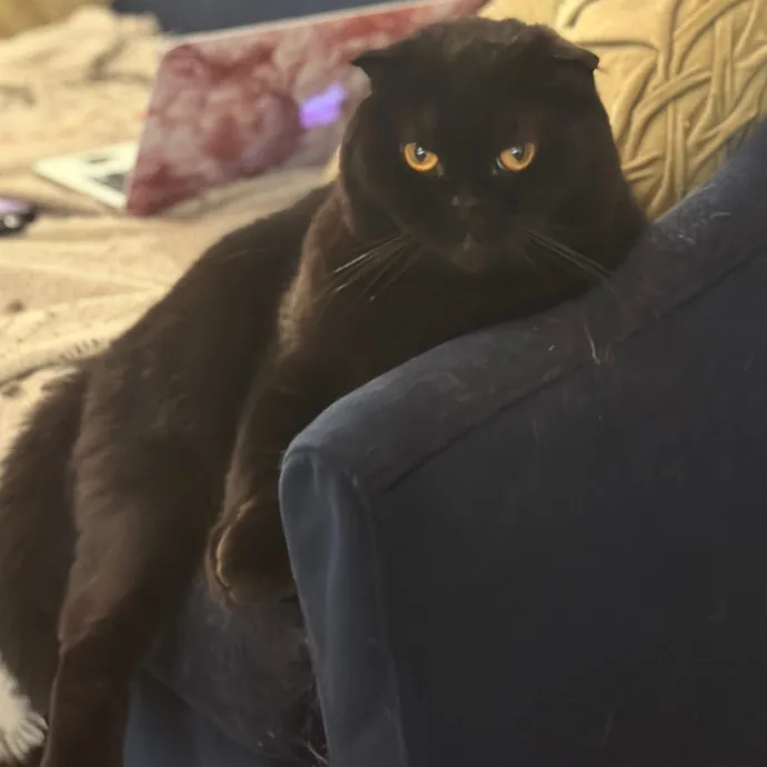 Purrrfect Pet Sitting - Brooklyn Ny photo 3