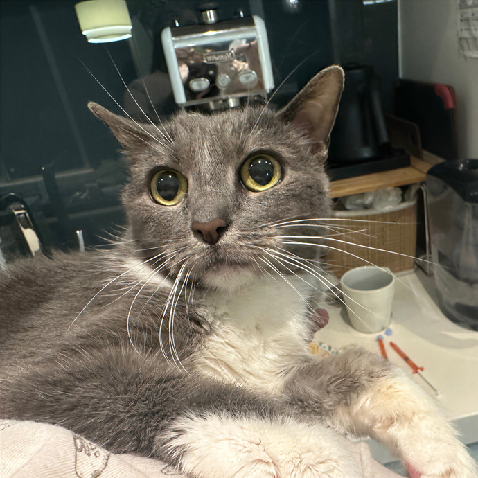 Purrrfect Pet Sitting photo 2