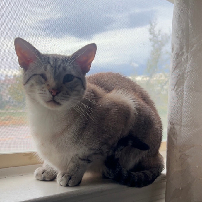 Certified Cat-Whisperer