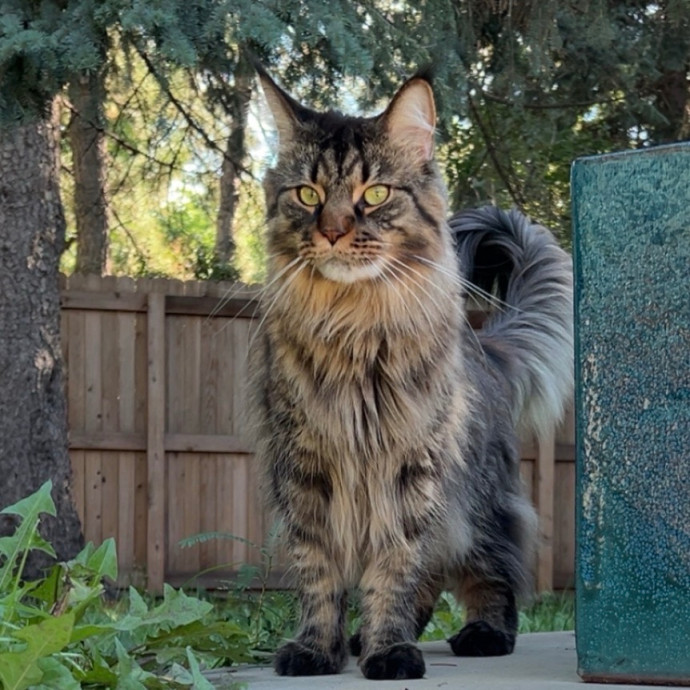 Certified Cat-Whisperer
