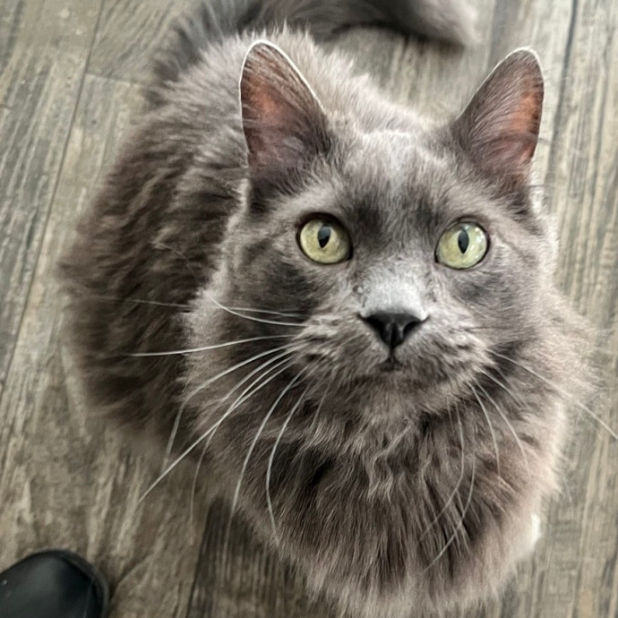 Certified Cat-Whisperer