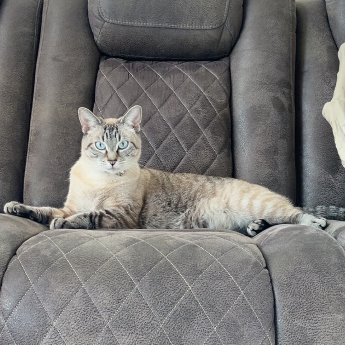 Certified Cat-Whisperer photo 3