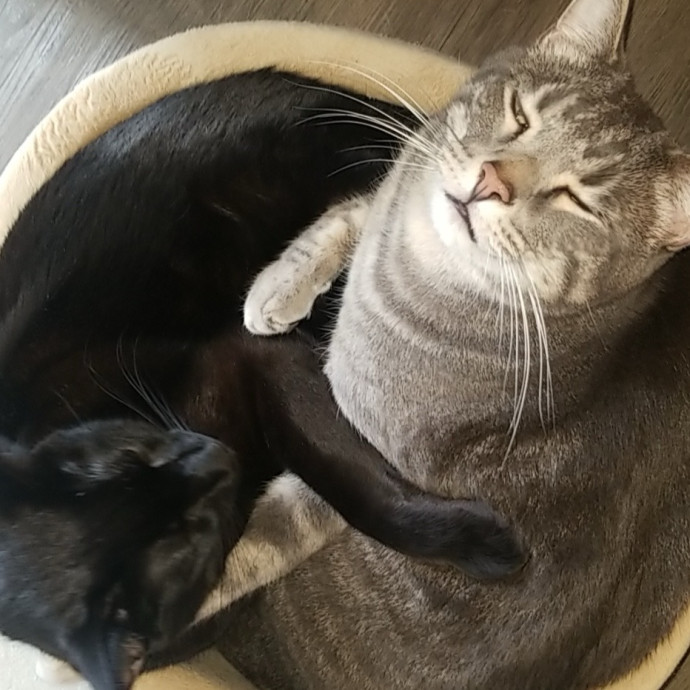 Certified Cat-Whisperer photo 2