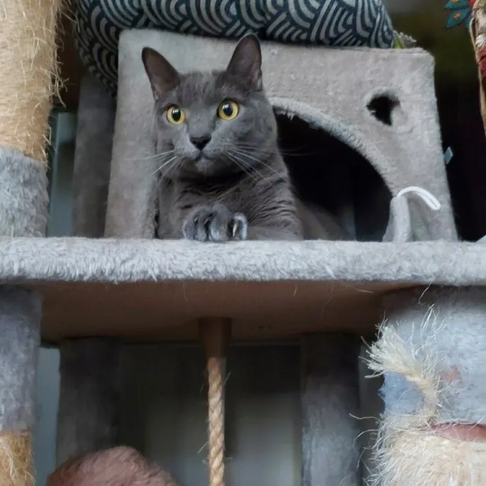 Dani's California Cat Cavalcade