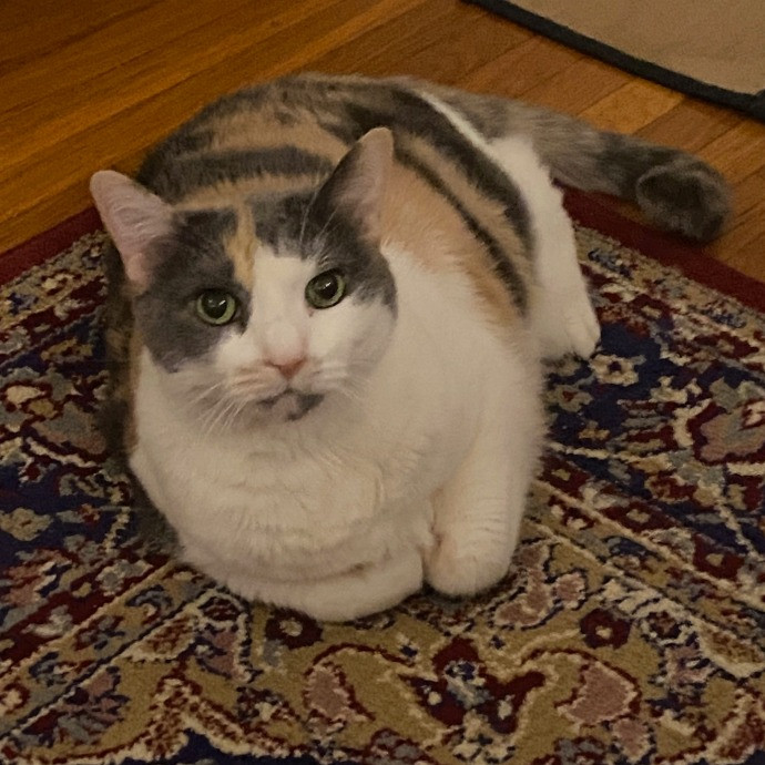 Dani's California Cat Cavalcade