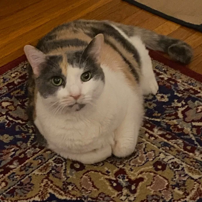 Dani's California Cat Cavalcade