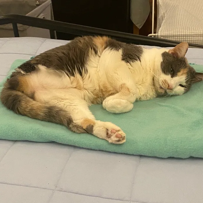 Dani's California Cat Cavalcade