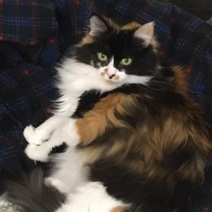 Dani's California Cat Cavalcade