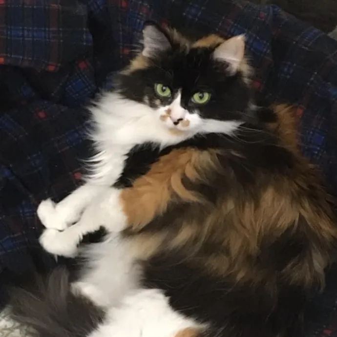 Dani's California Cat Cavalcade