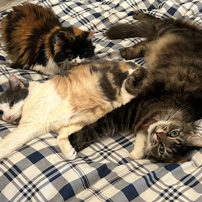 Dani's California Cat Cavalcade