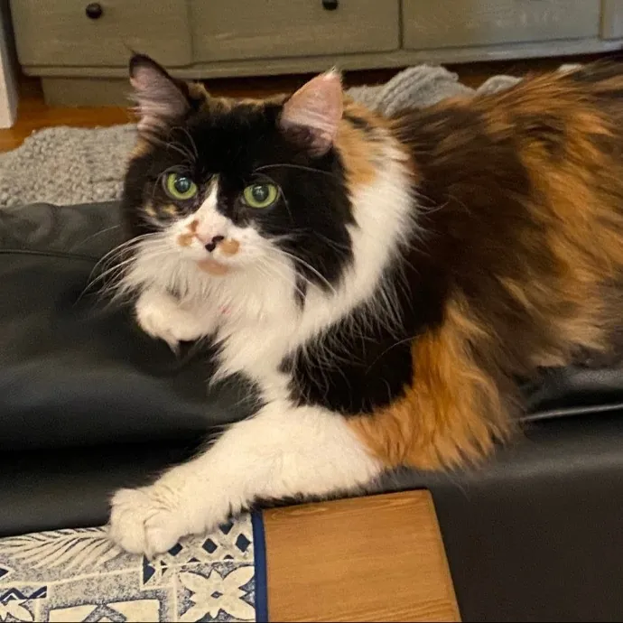 Dani's California Cat Cavalcade