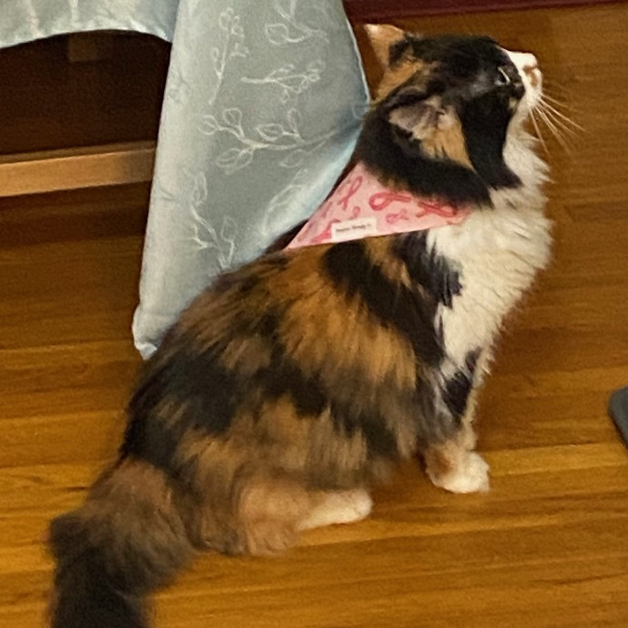 Dani's California Cat Cavalcade