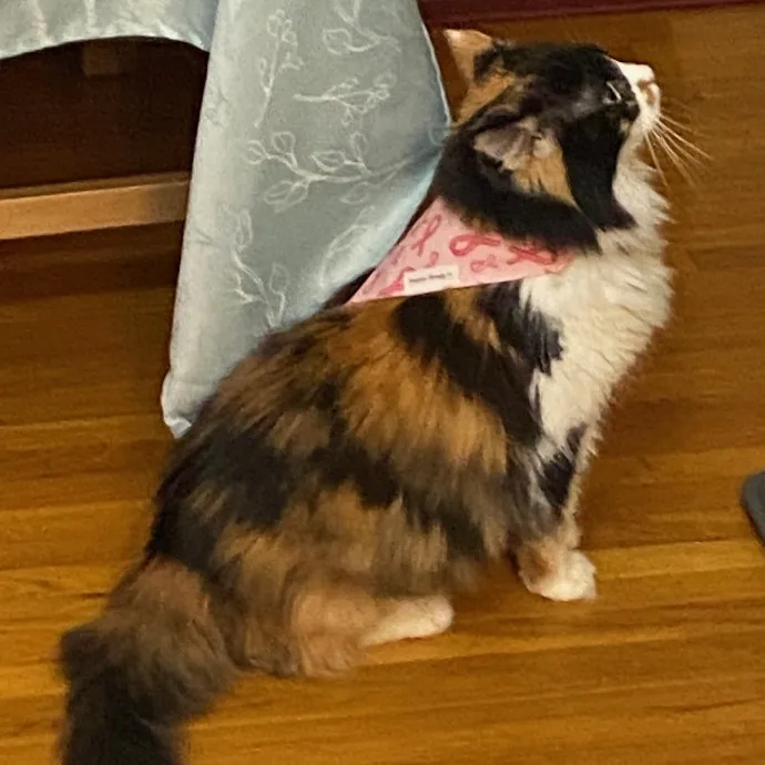 Dani's California Cat Cavalcade