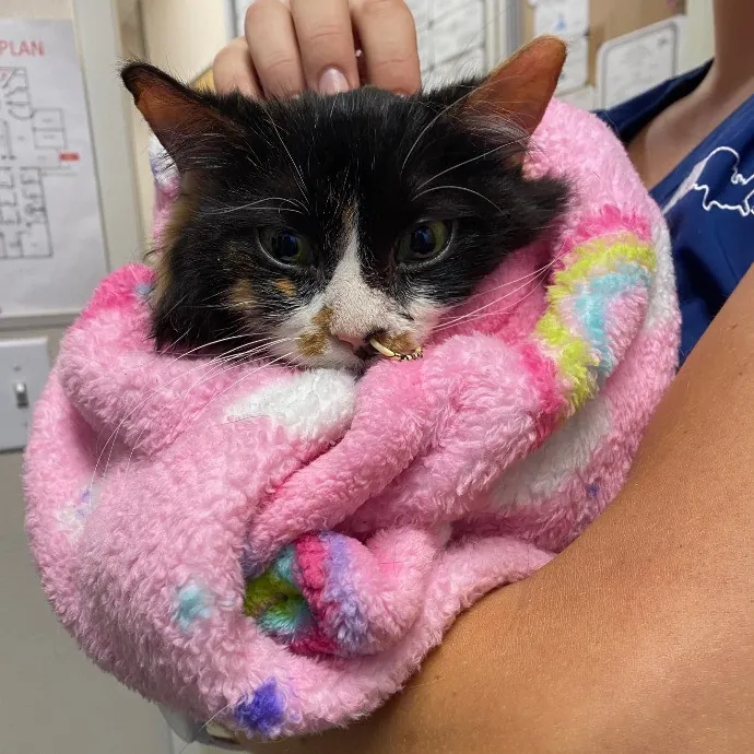 Dani's California Cat Cavalcade