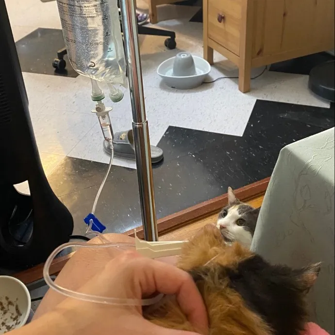 Dani's California Cat Cavalcade