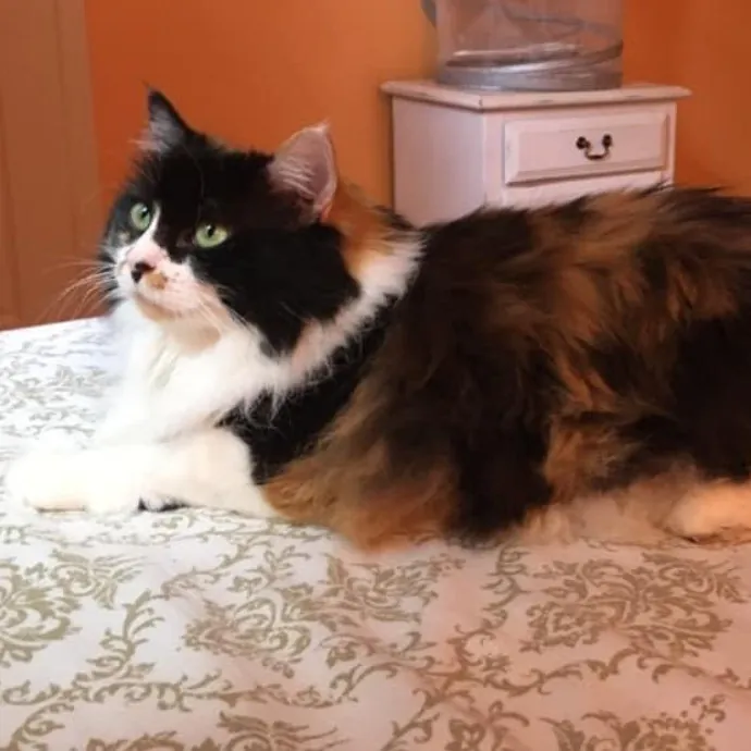 Dani's California Cat Cavalcade