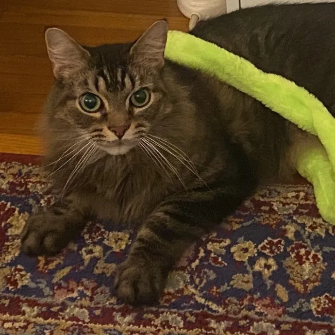 Dani's California Cat Cavalcade