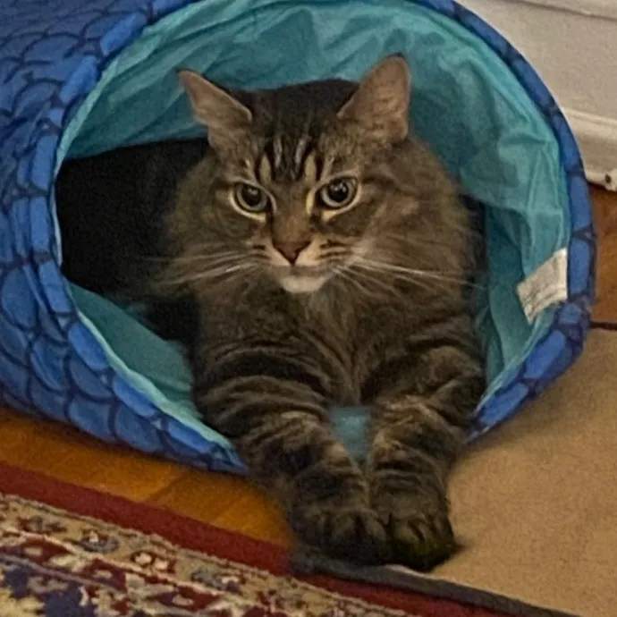 Dani's California Cat Cavalcade