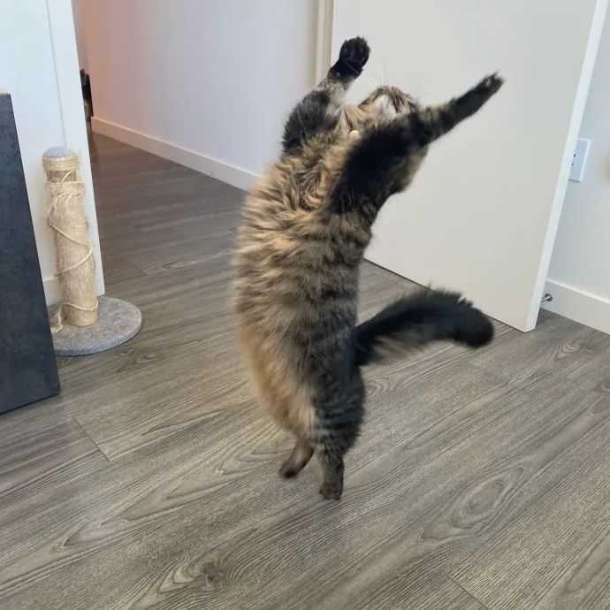 Dani's California Cat Cavalcade