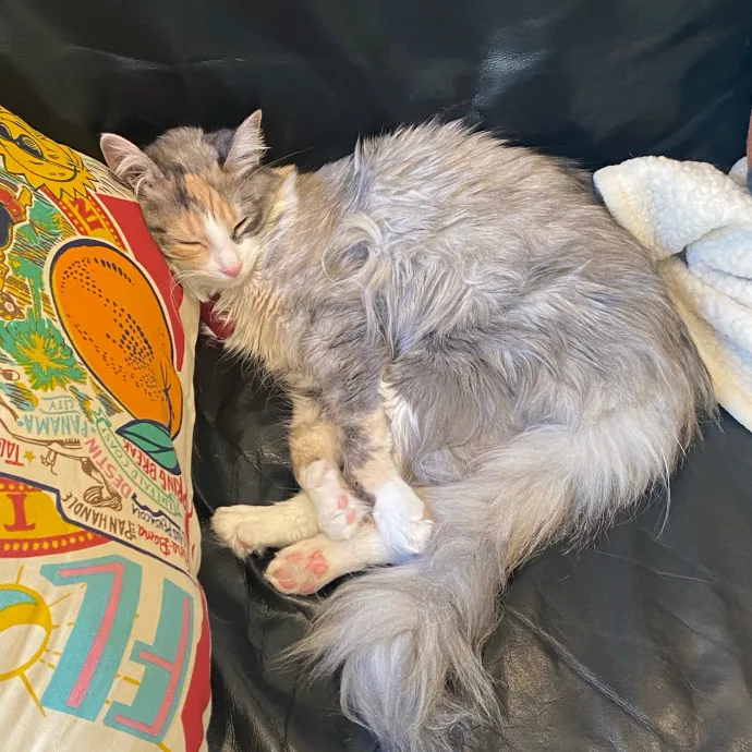 Dani's California Cat Cavalcade