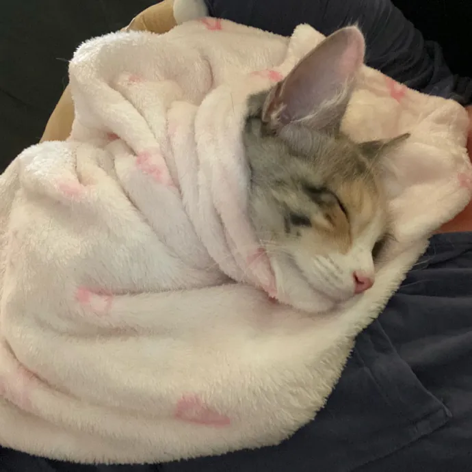 Dani's California Cat Cavalcade