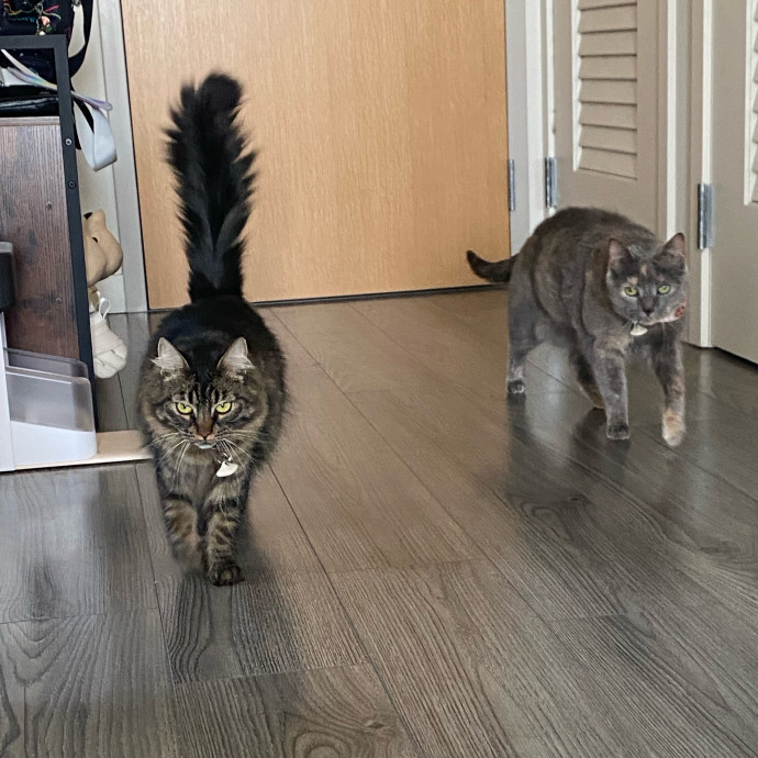 Dani's California Cat Cavalcade