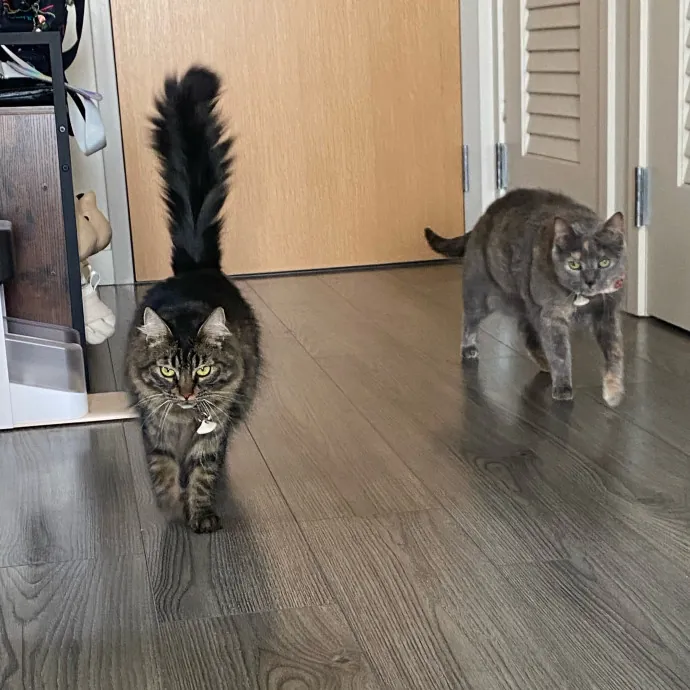 Dani's California Cat Cavalcade