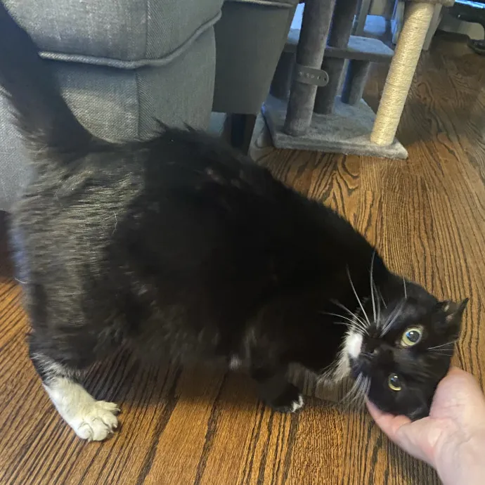 Dani's California Cat Cavalcade