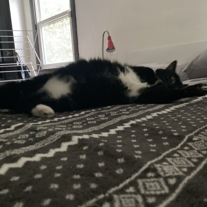 Dani's California Cat Cavalcade