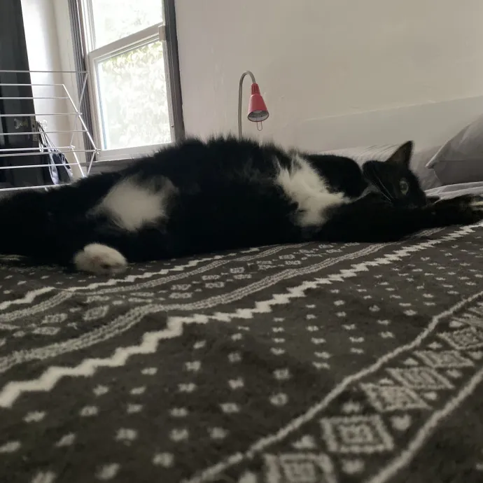 Dani's California Cat Cavalcade