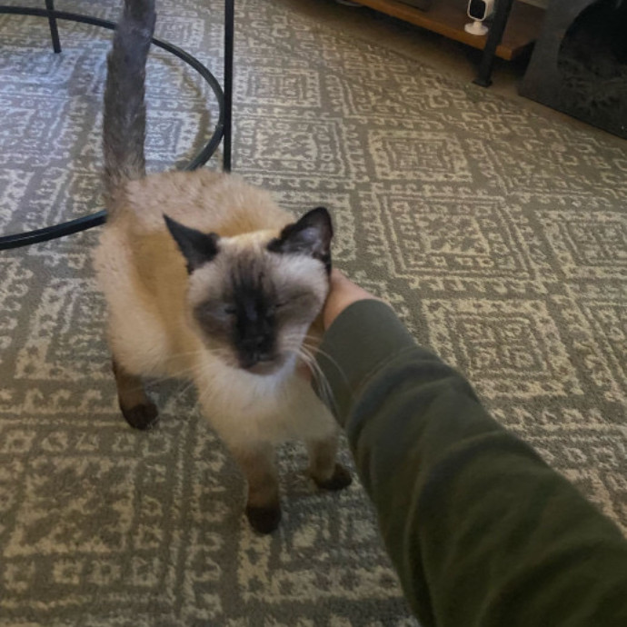 Dani's California Cat Cavalcade