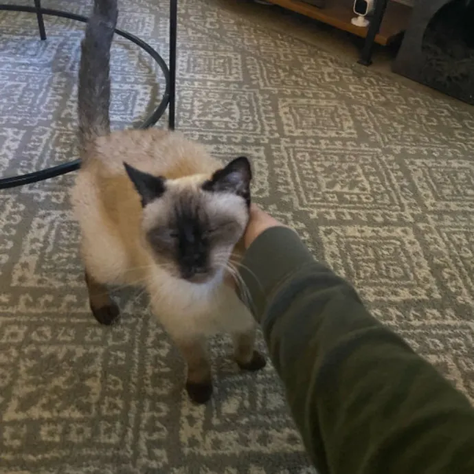 Dani's California Cat Cavalcade