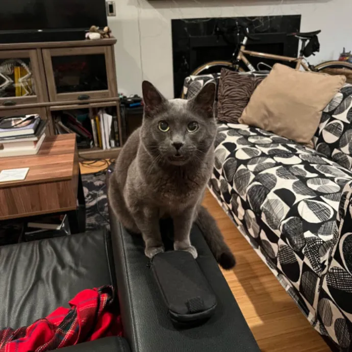 Dani's California Cat Cavalcade