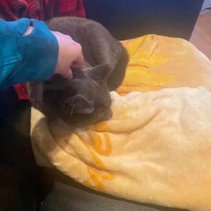 Dani's California Cat Cavalcade