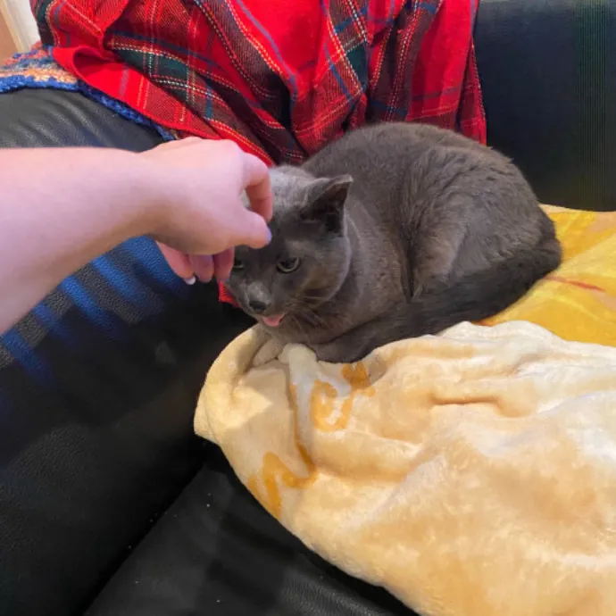 Dani's California Cat Cavalcade