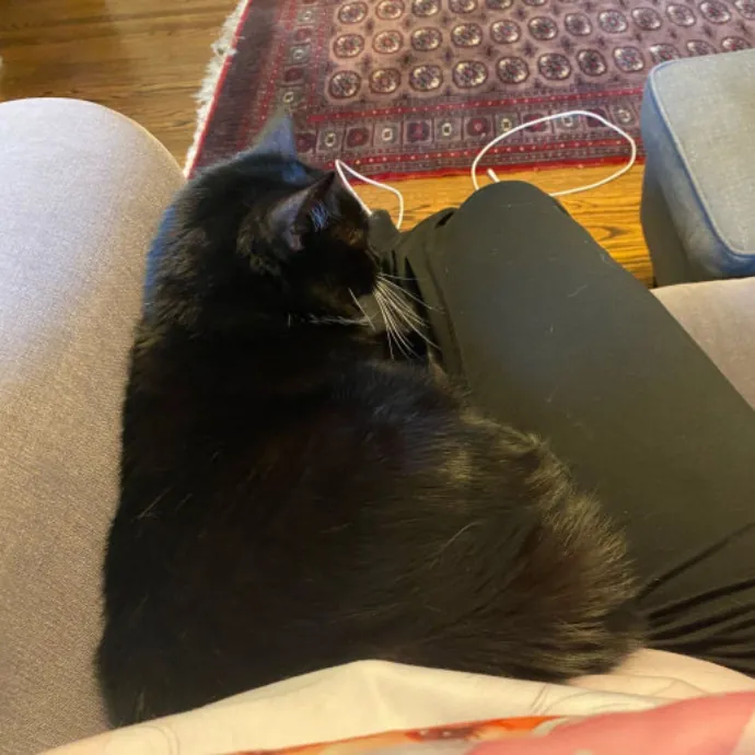 Dani's California Cat Cavalcade