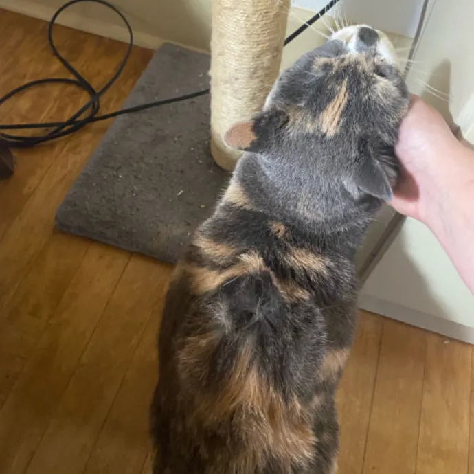 Dani's California Cat Cavalcade