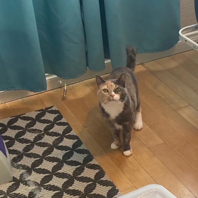 Dani's California Cat Cavalcade