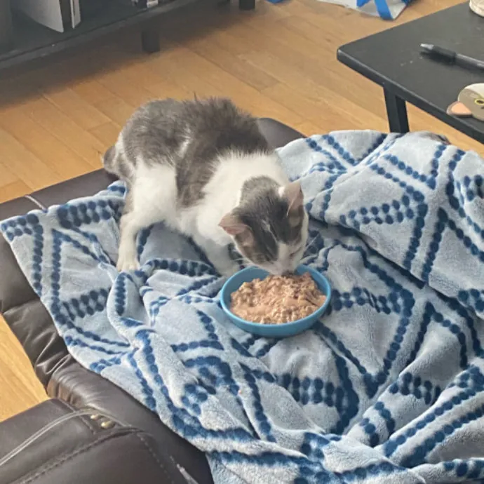 Dani's California Cat Cavalcade