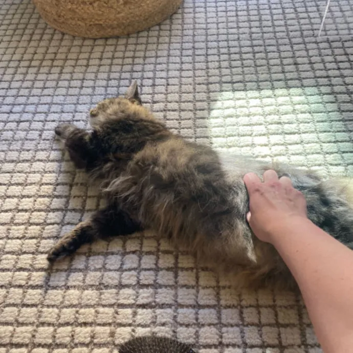 Dani's California Cat Cavalcade