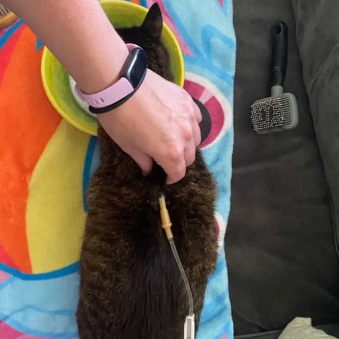 Dani's California Cat Cavalcade