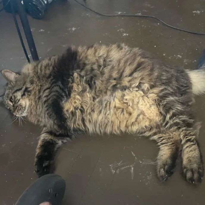 Dani's California Cat Cavalcade