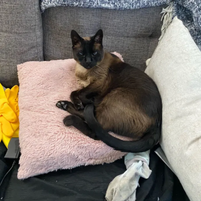 Dani's California Cat Cavalcade